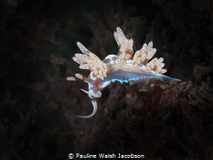 Beautiful Dondice Occidentalis Nudibranch with a pink hea... by Pauline Walsh Jacobson 